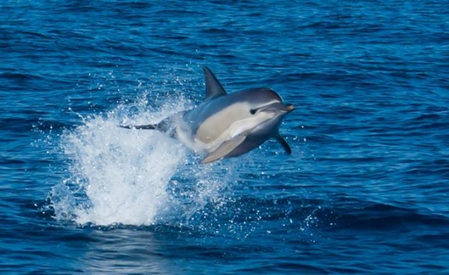  Delfinbeobachtung 